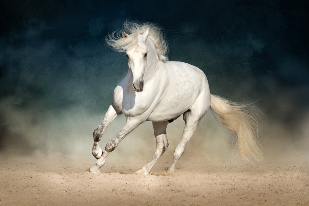 sonhar com cavalo branco