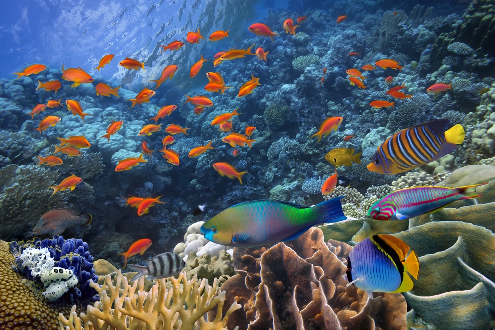 sonhar com peixes coloridos