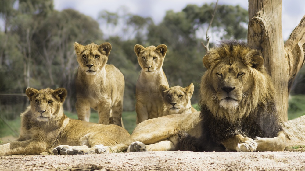 sonhar com família de leões