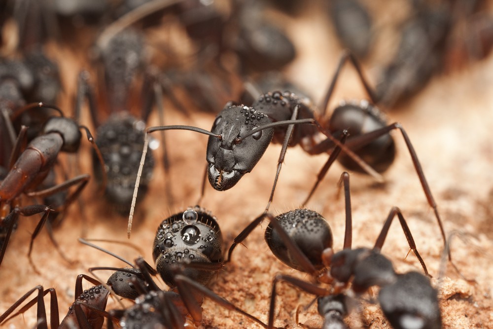 sonhar com formiga preta