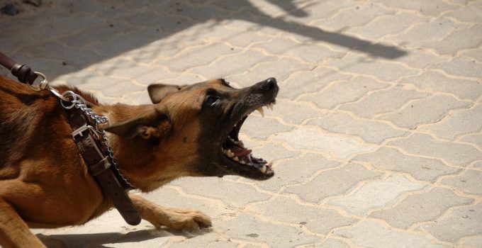 O que significa sonhar com cachorro bravo?