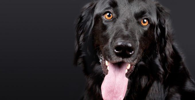 O que significa sonhar com cachorro preto?