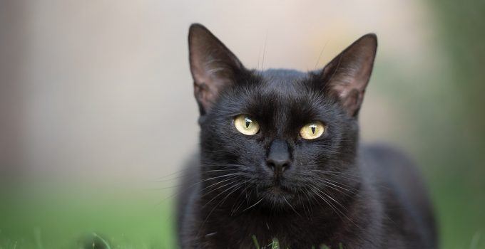 O que significa sonhar com gato preto?
