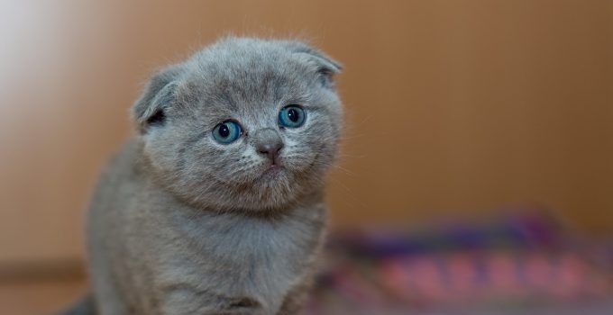 O que significa sonhar com gato cinza?