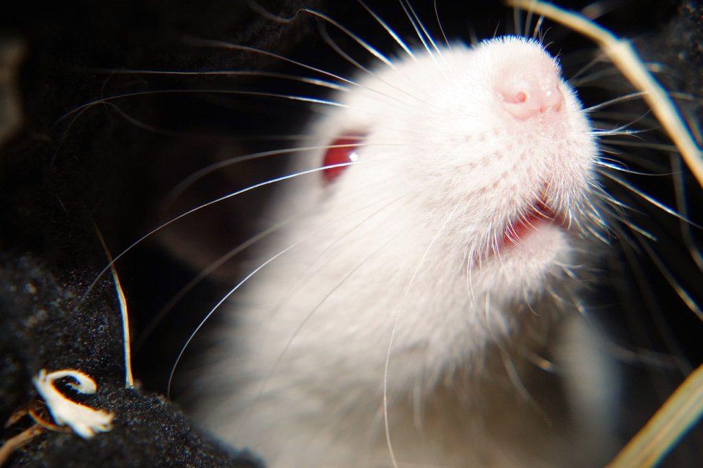 O que significa sonhar com rato branco?