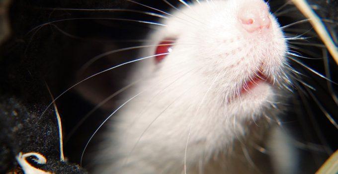 O que significa sonhar com rato branco?