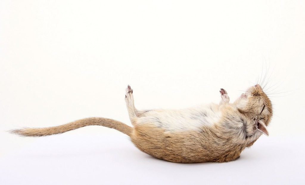 O que significa sonhar com rato morto?