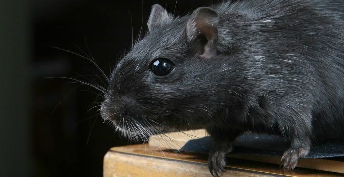 O que significa sonhar com rato preto?