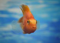 O que significa sonhar com peixe dourado?