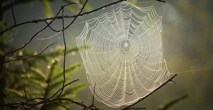 O que significa sonhar com teia de aranha?
