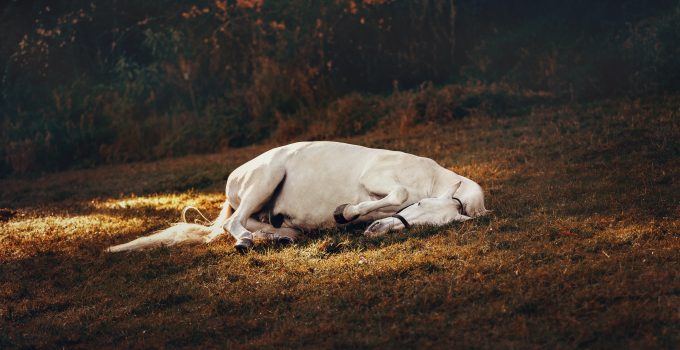 o que significa sonhar com cavalo morto