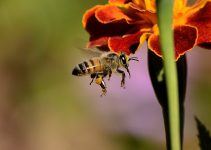 O que significa sonhar com abelha picando?