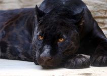 O que significa sonhar com tigre preto?