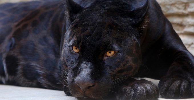 O que significa sonhar com tigre preto?